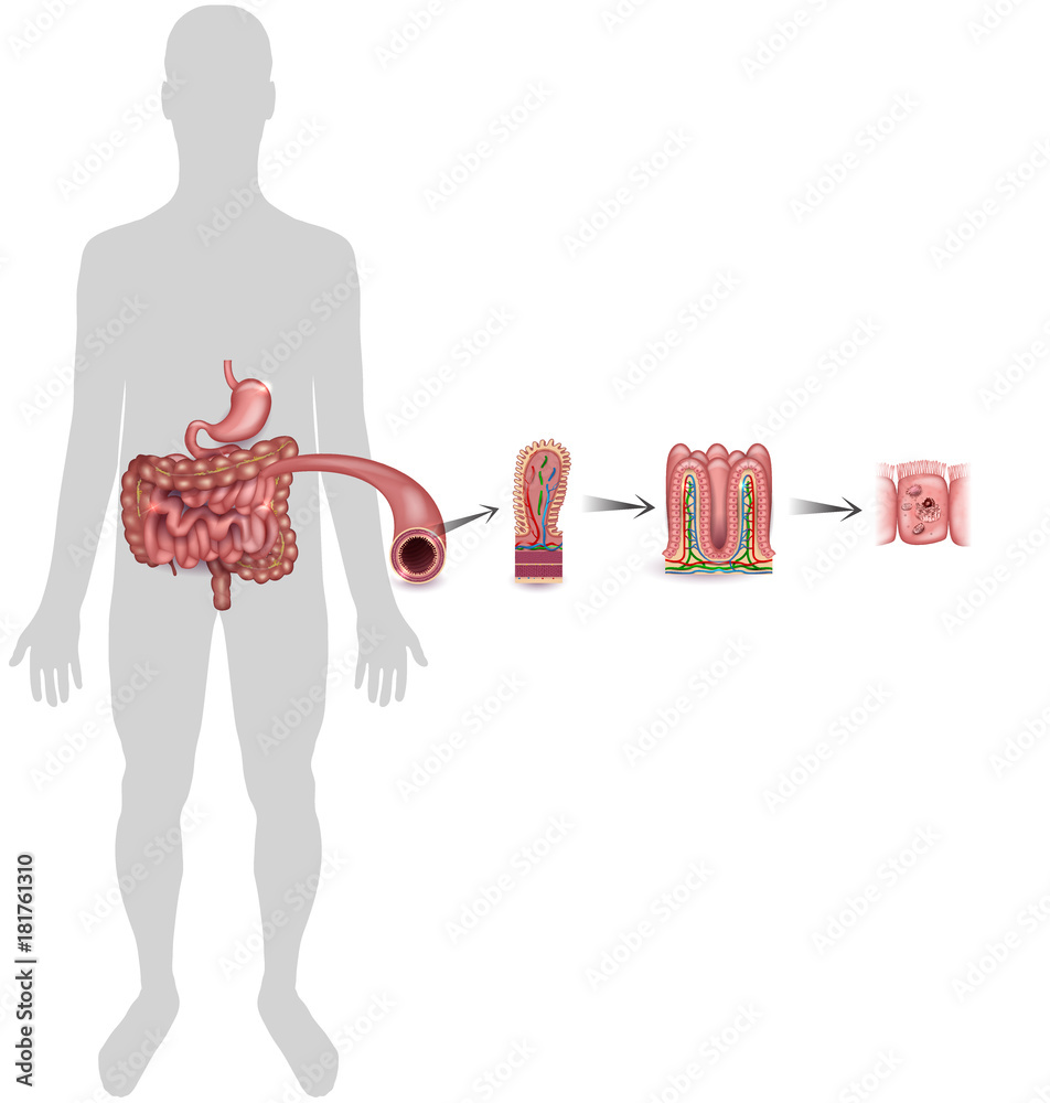 Small intestine lining detailed anatomy, a fold of the intestinal