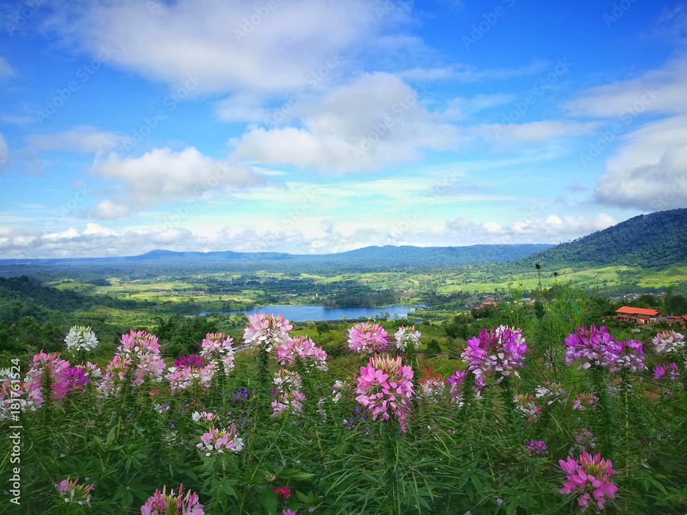 colorful flowers and clouds space view , outdoor view in nature