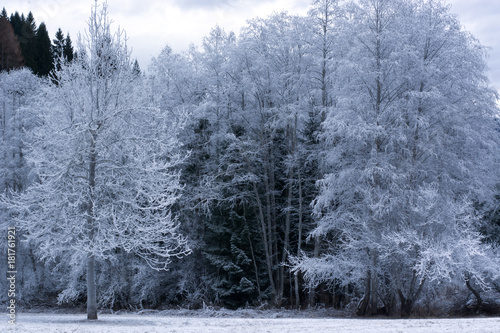 the trees frozen by the cold of the night photo