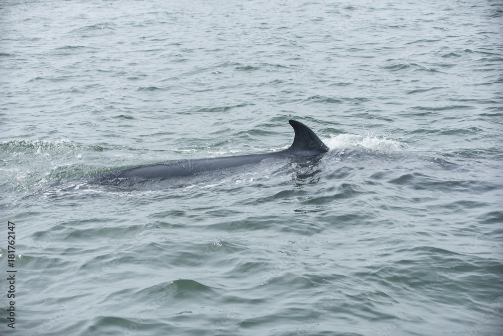 Fototapeta premium Bryde's whale, Whale in gulf of Thailand..