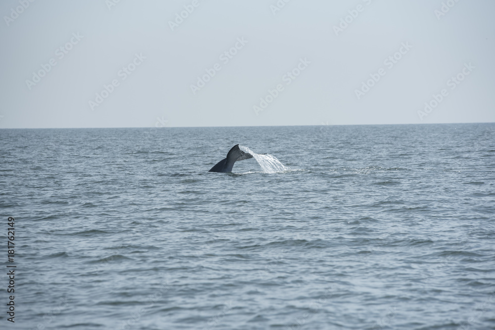 Fototapeta premium Bryde's whale, Whale in gulf of Thailand..