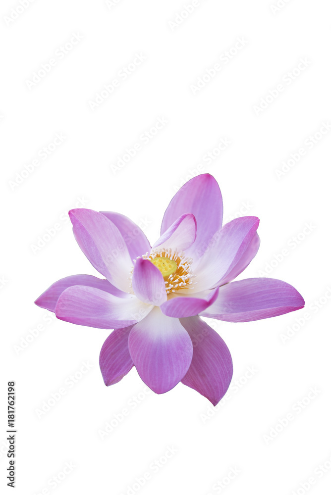 Bright colored lotus on a white background.