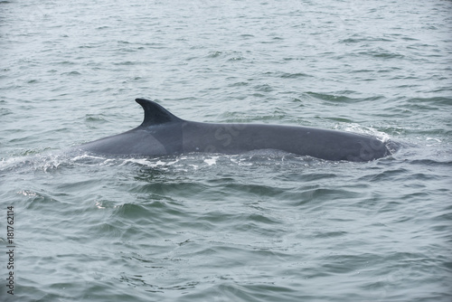 Bryde's whale, Whale in gulf of Thailand..