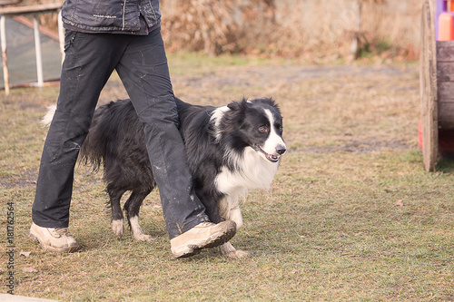 Border collie dog in obedience contest in belgium - chien border collie en concours d'obéissance en belgique