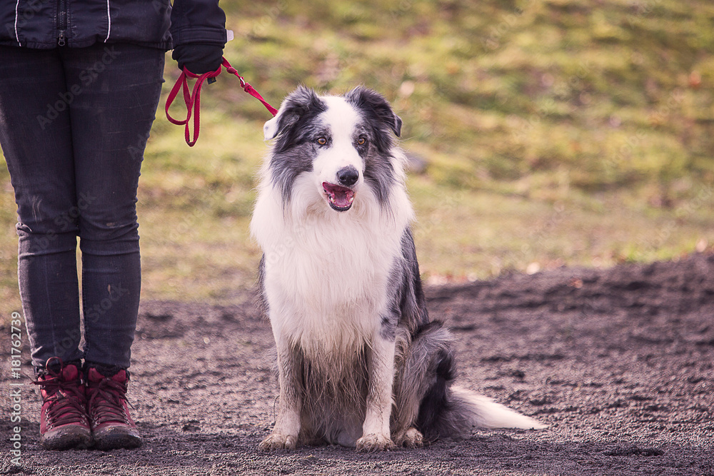 Border collie dog in obedience contest in belgium - chien border collie en concours d'obéissance en belgique