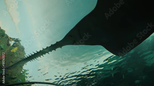 A huge saw fish swims overhead in a glass tunnel