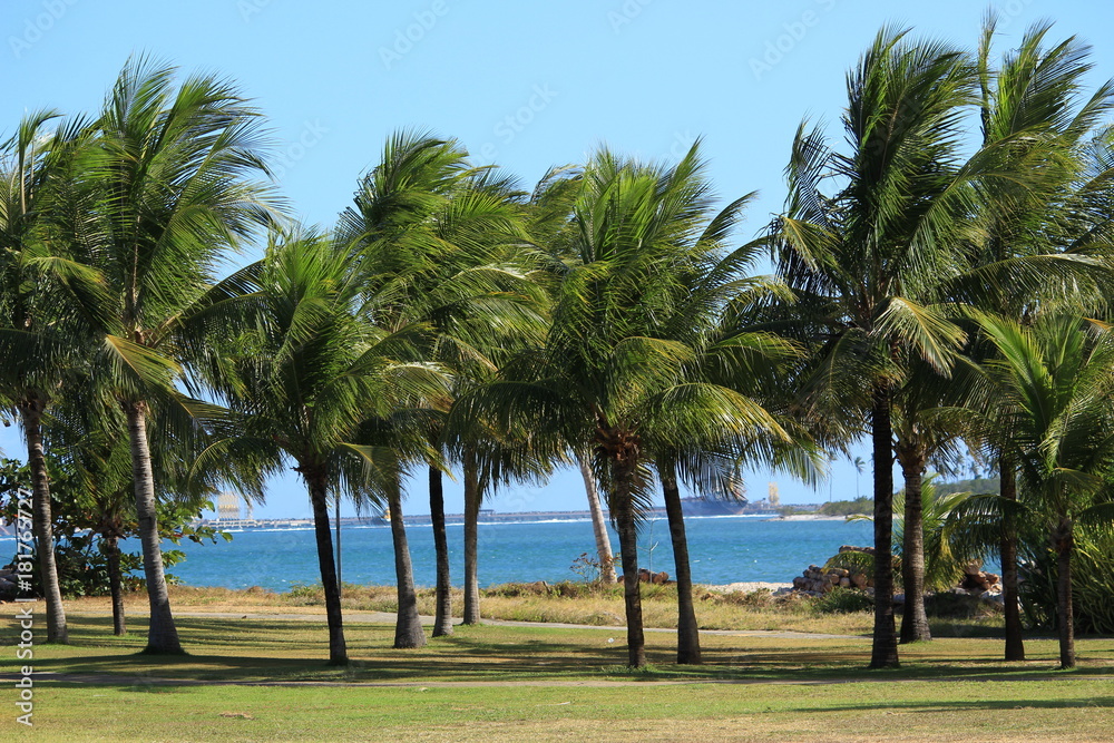 Beach & Coconut Trees