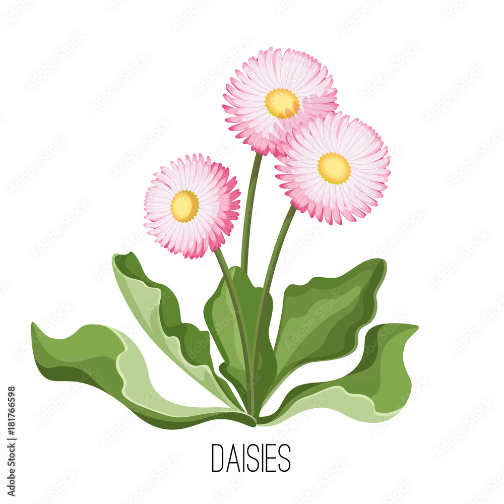 Fototapeta premium Daisy flower with green leaves closeup realistic vector