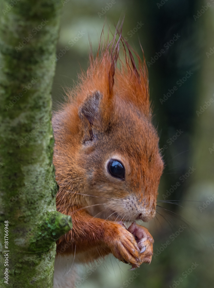 Red squirrels Red squirrels