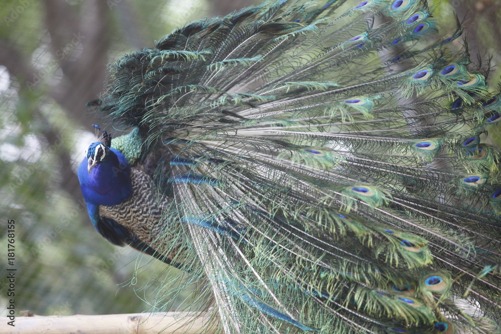 Obraz premium Colors of Peacock