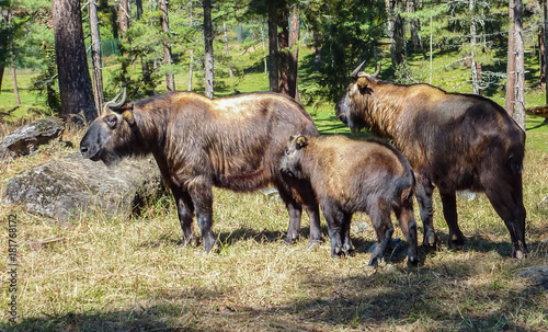 Family of Takin, national animal of Bhutan. The 'Dong Gyem Tsey' or Takin has been chosen as the National Animal of Bhutan. It is associated to religious history and mythology of the country.