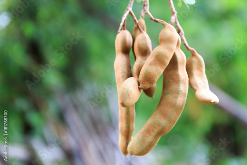 Tamarind Fruit Hanging Down from Its Tree photo