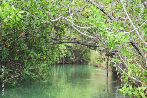 Mangrove