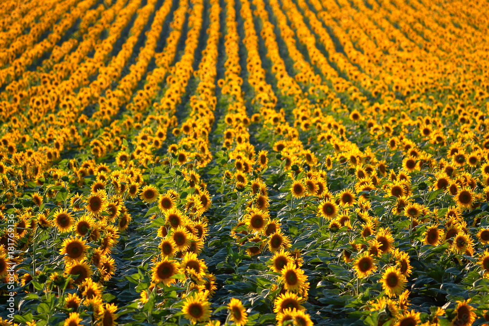 Rows of sunflowers in a field as background, beautiful summer landscape. Textured effect Rows of sunflowers in a field as background, beautiful summer landscape. Textured effect