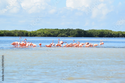 groupe de flamand rose