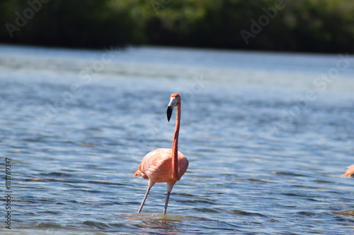 flamand rose