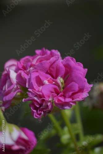 Fototapeta Naklejka Na Ścianę i Meble -  Rose flower