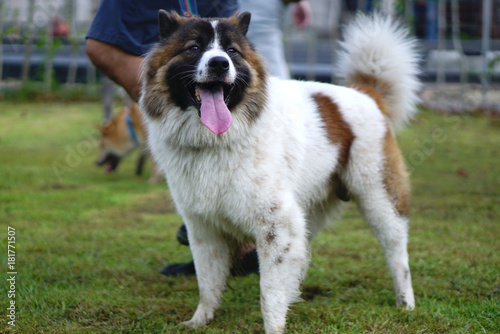 Thai Bangkeaw dog smiling on the grass