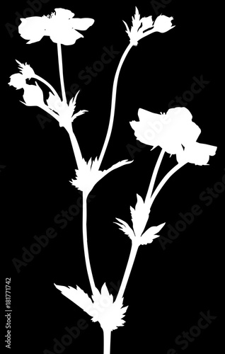 isolated white garden flower with blooms and buds