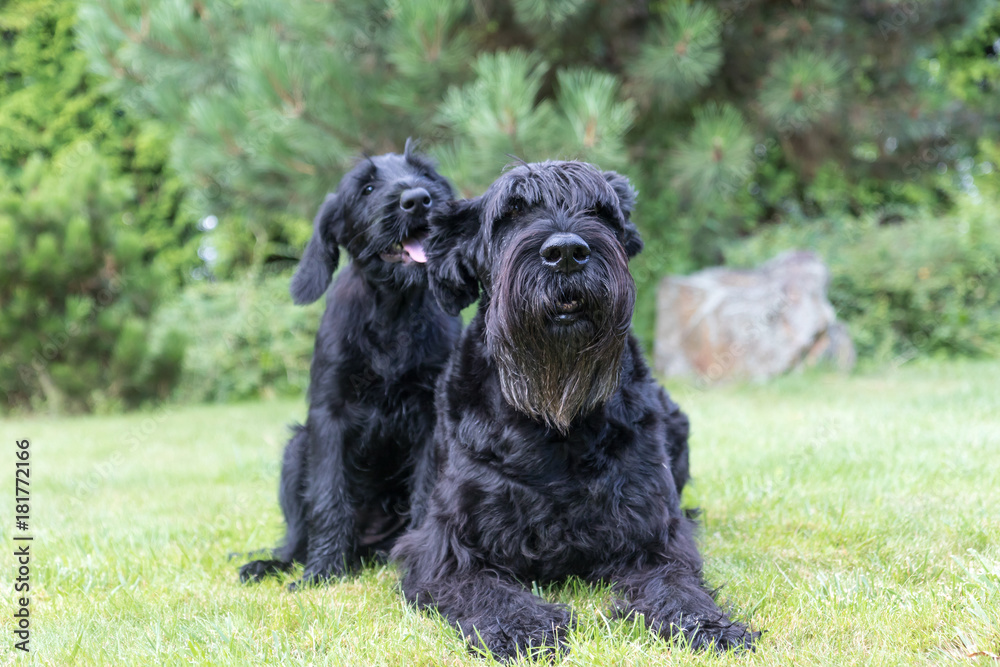 Puppy and adult dog of Giant Black Schnauzer Dog are sitting on the lawn in the garden. The dogs are looking at the camera.