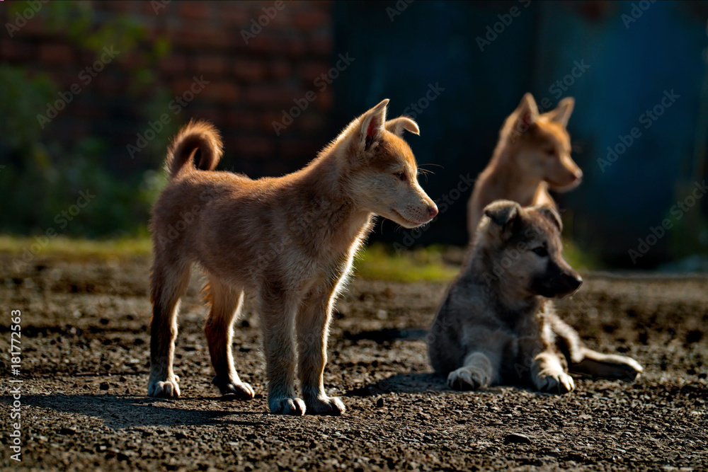 Naklejka premium Careless childhood of little puppies