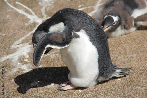 shy penguin