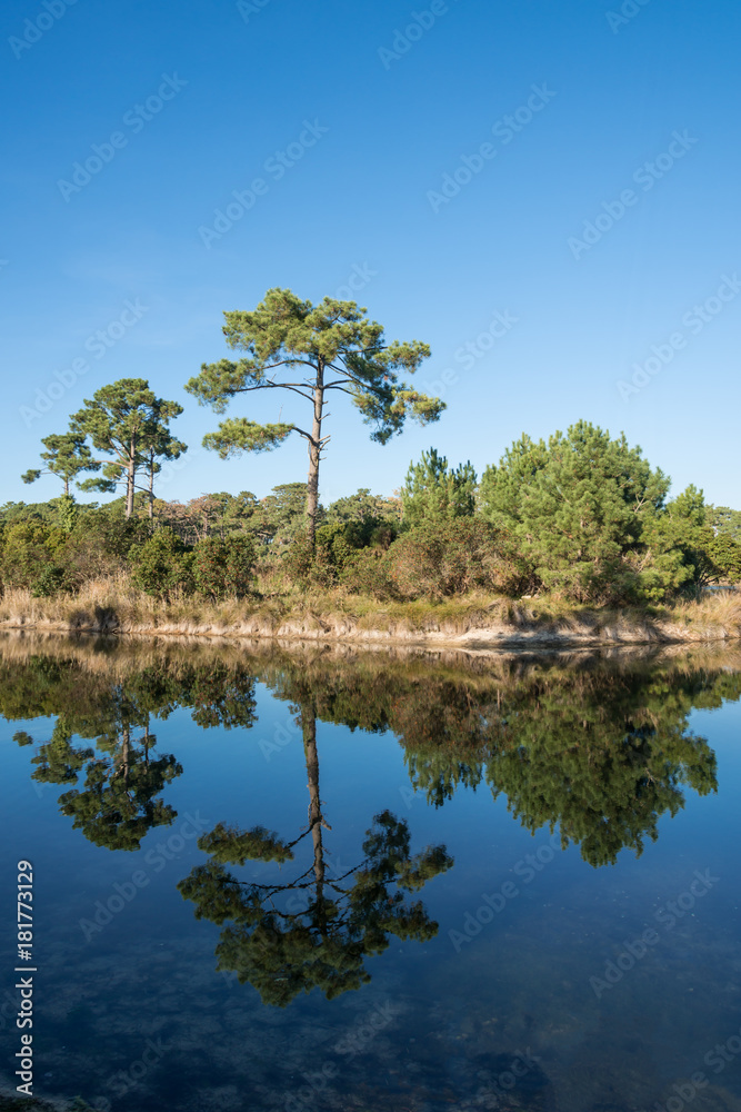 BASSIN D'ARCACHON (France), réserve naturelle de Piraillan BASSIN D'ARCACHON (France), réserve naturelle de Piraillan