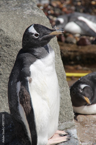 staring penguin