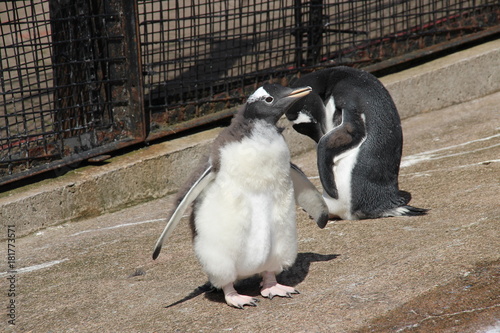 fluffy penguin