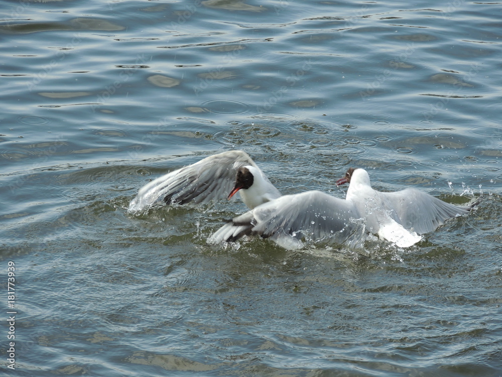 Fototapeta premium Водная битва чаек Москва,Борисовские пруды