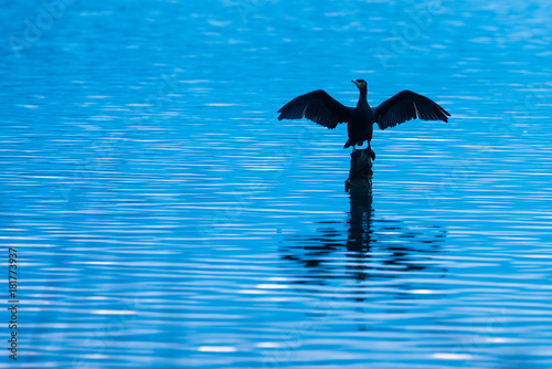 Cormorant drying its wings in the lake of Banyoles