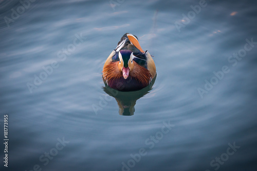 Mandarin duck swimming in the lake of Banyoles