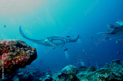 Manta ray diving Underwater Galapagos islands Pacific Ocean