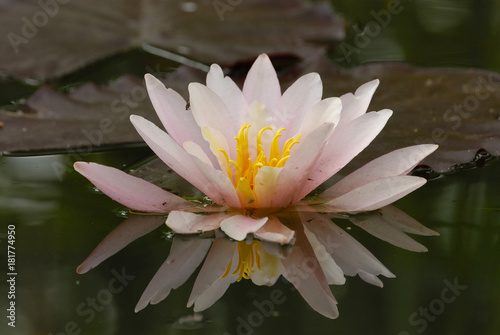  Lacustrine lily