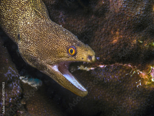 Obraz na plátně Gymnothorax miliaris, the goldentail moray or conger moray, is a