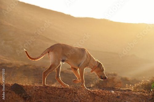 yellow dog walk on the mountain © Marina Vilesova