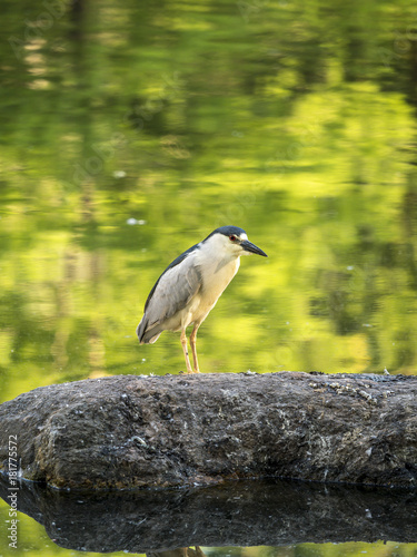  black-crowned night heron,Nycticorax nycticorax