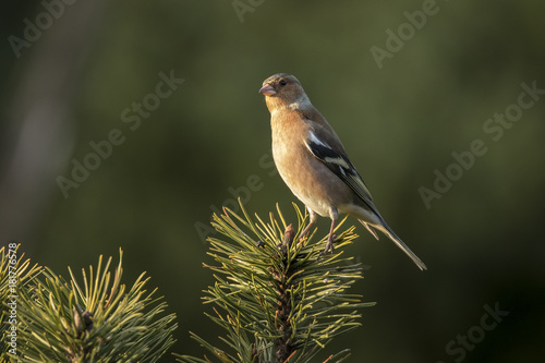 Finch, common finch © Gert Hilbink