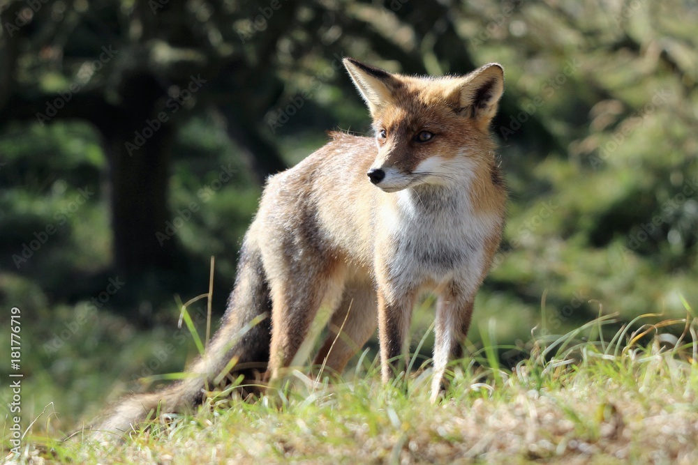 Fox, Red Fox Fox, Red Fox