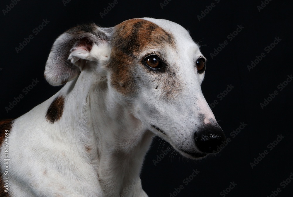 Windhund Portrait im Studio