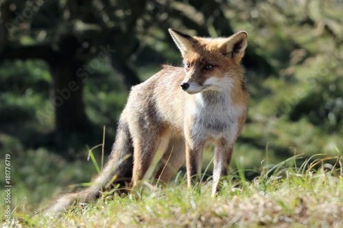 Fox, Red Fox © Gert Hilbink