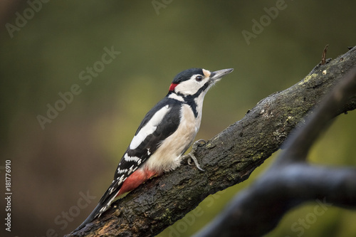 Great Spotted Woodpecker © Gert Hilbink