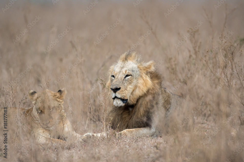 Male and female lion
