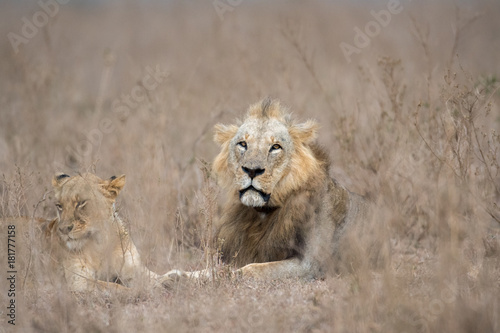 Male and female lion