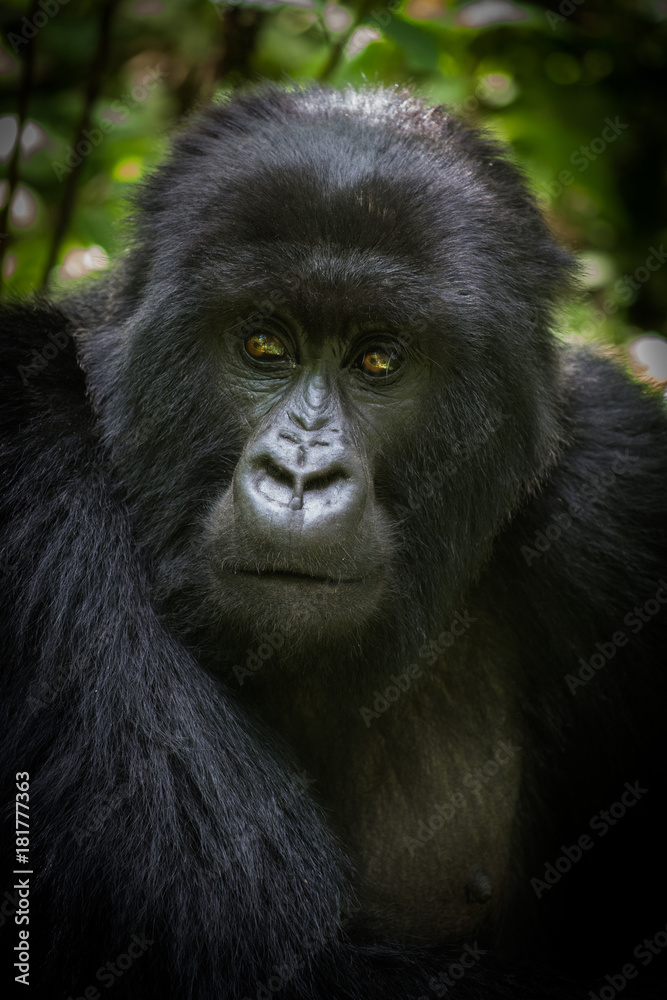 Portrait of mountain gorilla