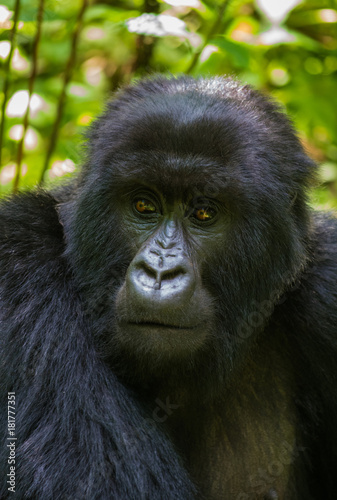 Portrait of mountain gorilla © Tony Campbell
