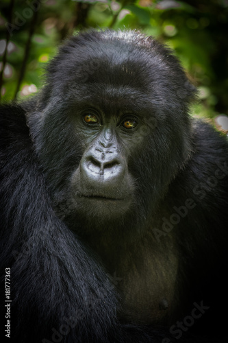 Portrait of mountain gorilla © Tony Campbell