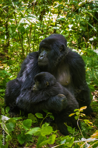 Mountain gorilla and infant © Tony Campbell