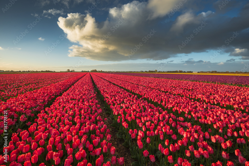 Color of Holland. Tulips fields.