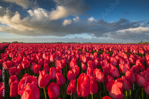 Color of Holland. Tulips fields.